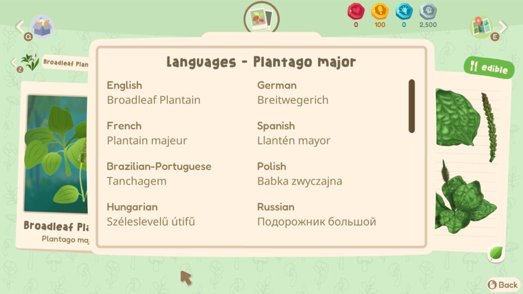 Übersetzungen von "Broadleaf Plantain", im Deutschen Breitwegerich.