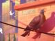 Artwork Pigeon: A Love Story